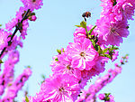 蜜蜂采花粉