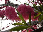 春色梅花