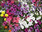 百花齐放