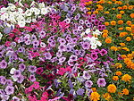 百花齐放