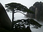 松树