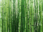 竹林