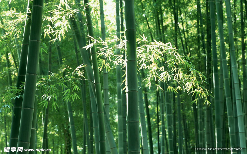 竹林