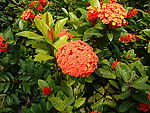 花花草草