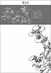 白描花稿 蒲包花