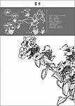 白描花稿 瞿麦