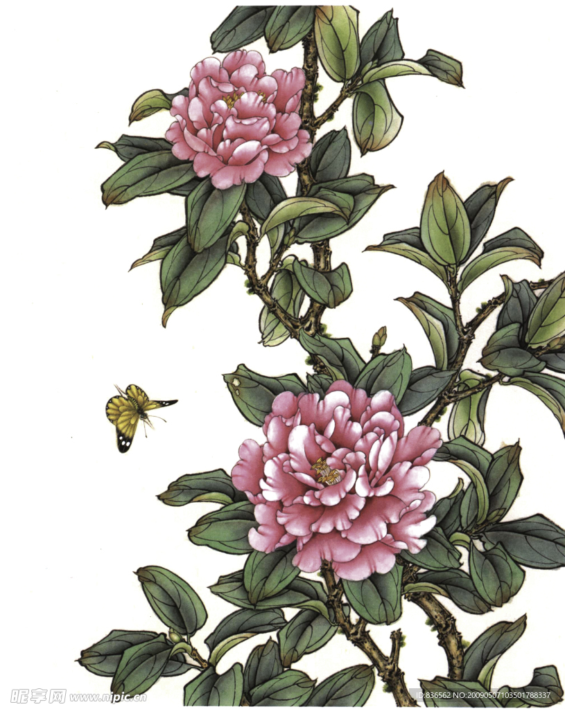 花卉画谱