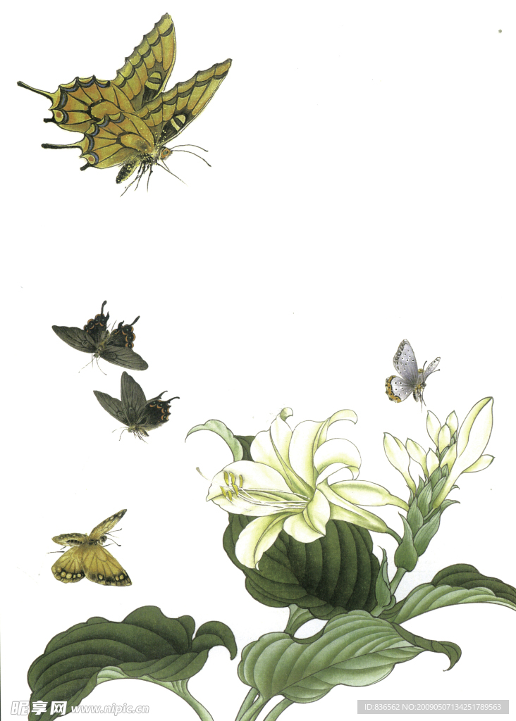 花鸟画谱