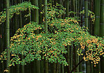 四季花木
