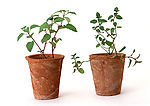 植物草