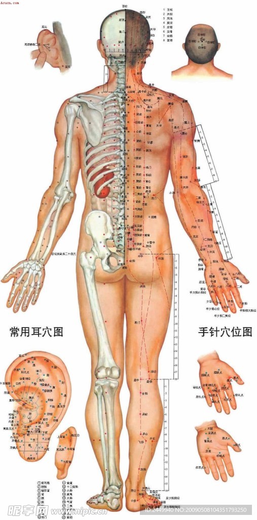 穴位图背面