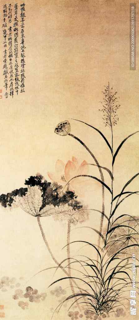 荷花芦草图