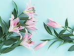 百合花