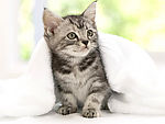 可爱小猫