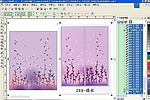 花  线条  粉红色花