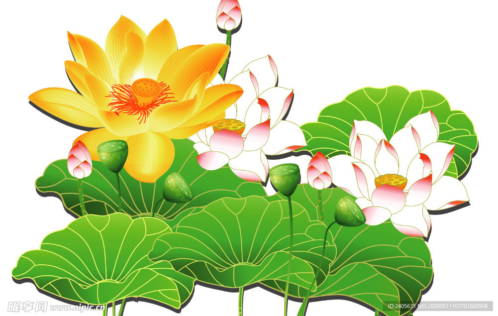 荷花