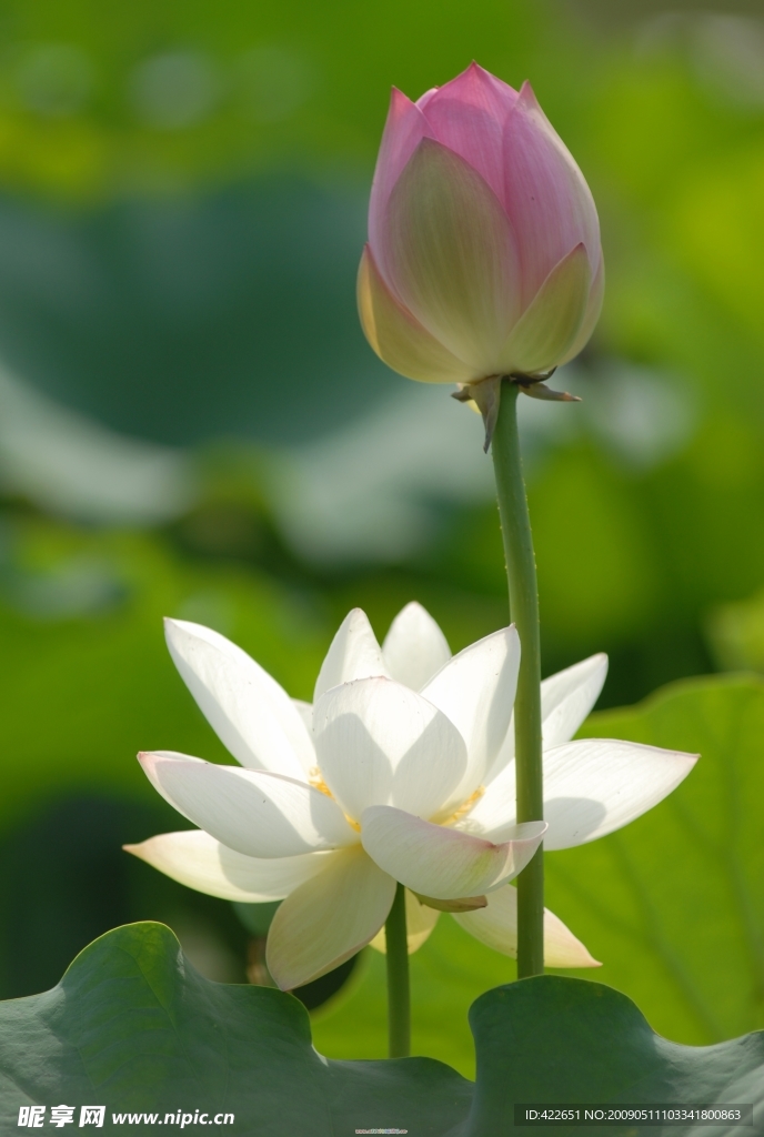 白莲花