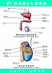 男性泌尿生殖系统概观