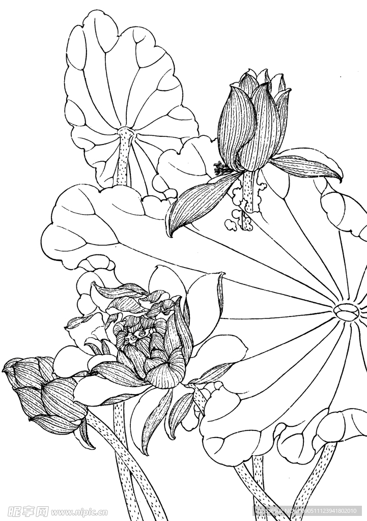 花卉画谱
