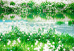 油菜花
