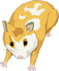 豚鼠