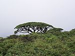 风景