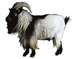 山羊