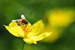 花 蜜蜂 花粉 小黄花