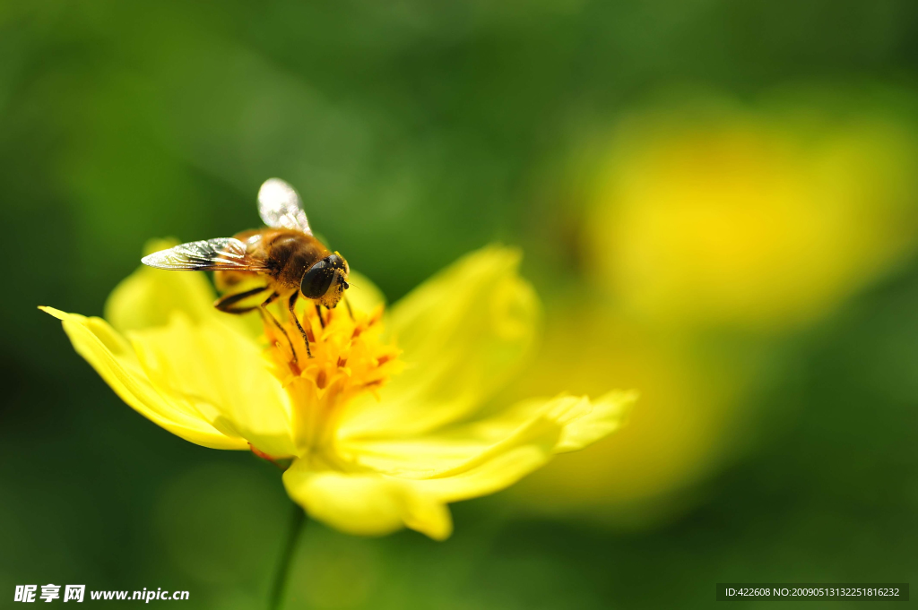 花 蜜蜂 花粉 小黄花
