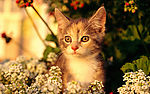 小猫