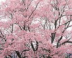 樱花盛开