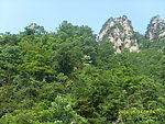 山林