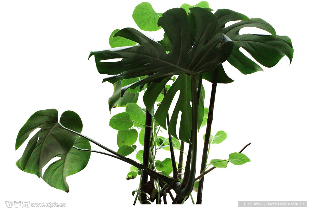 植物