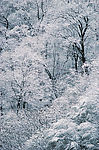 雪景