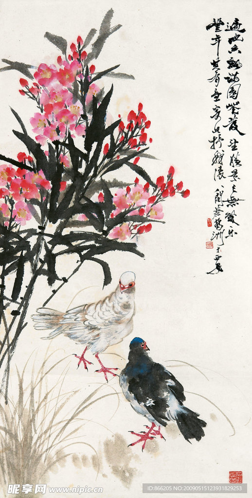 鸽子
