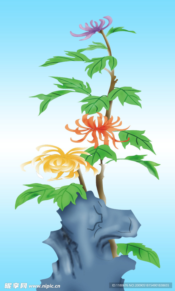 菊花