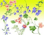 八种高清手绘花卉