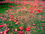 花草地 落花遍地 花瓣