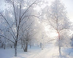 雪地树木