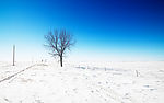 雪地树木