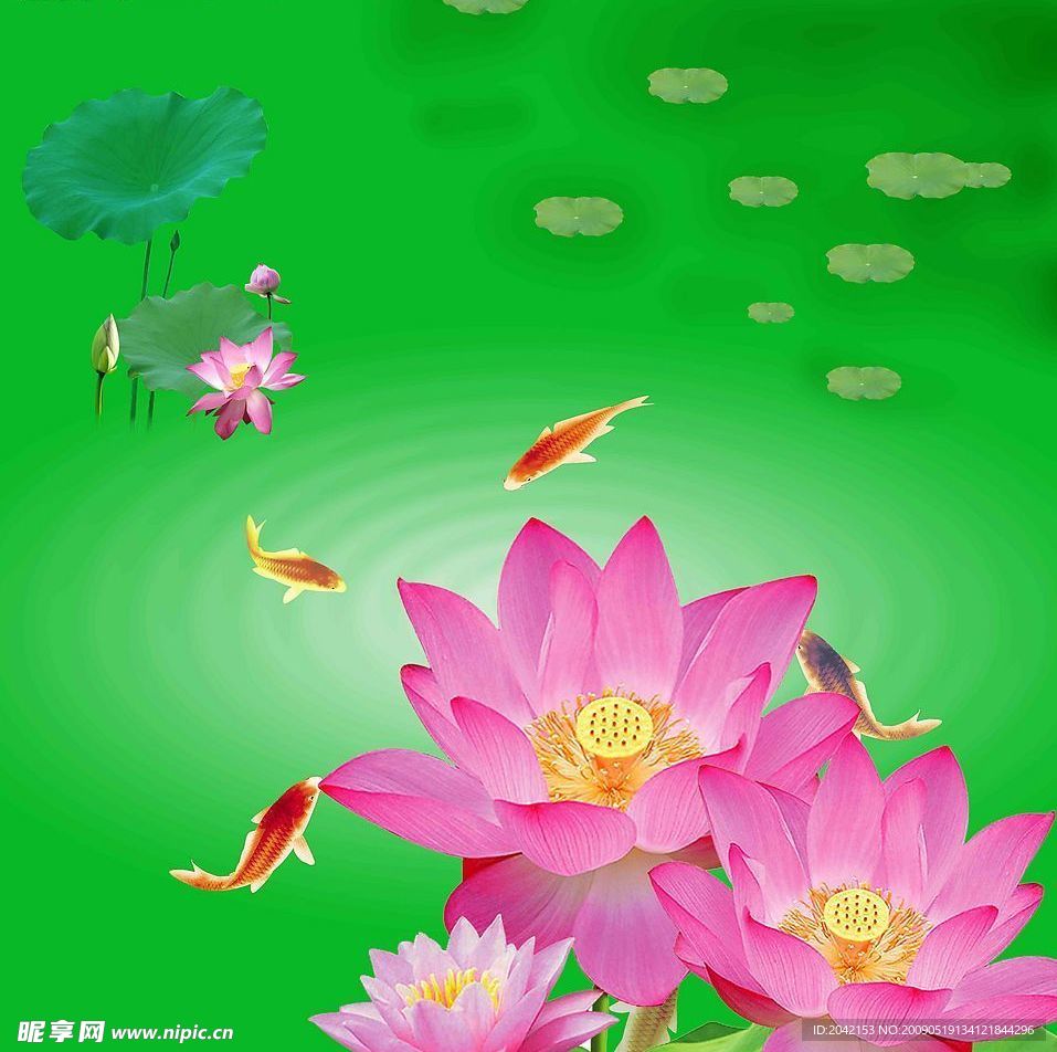 荷花
