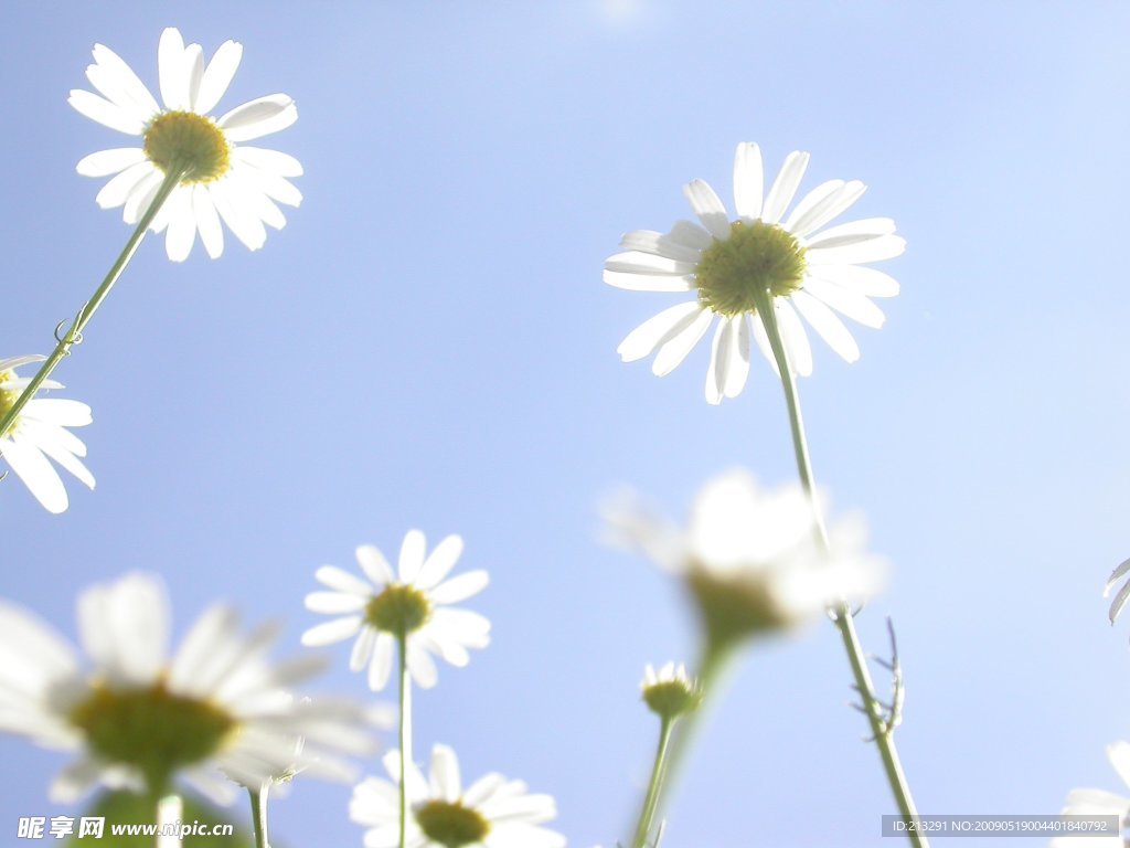 野菊花