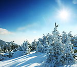 雪松