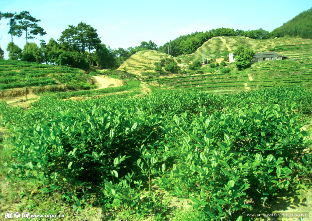 茶山