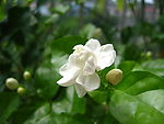 茉莉花开