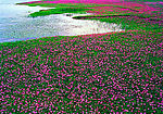 花海