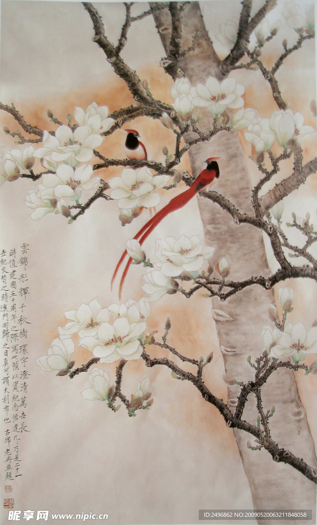 工笔画——玉兰寿带