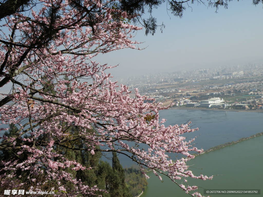 云南滇池桃花