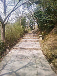 森林石板路