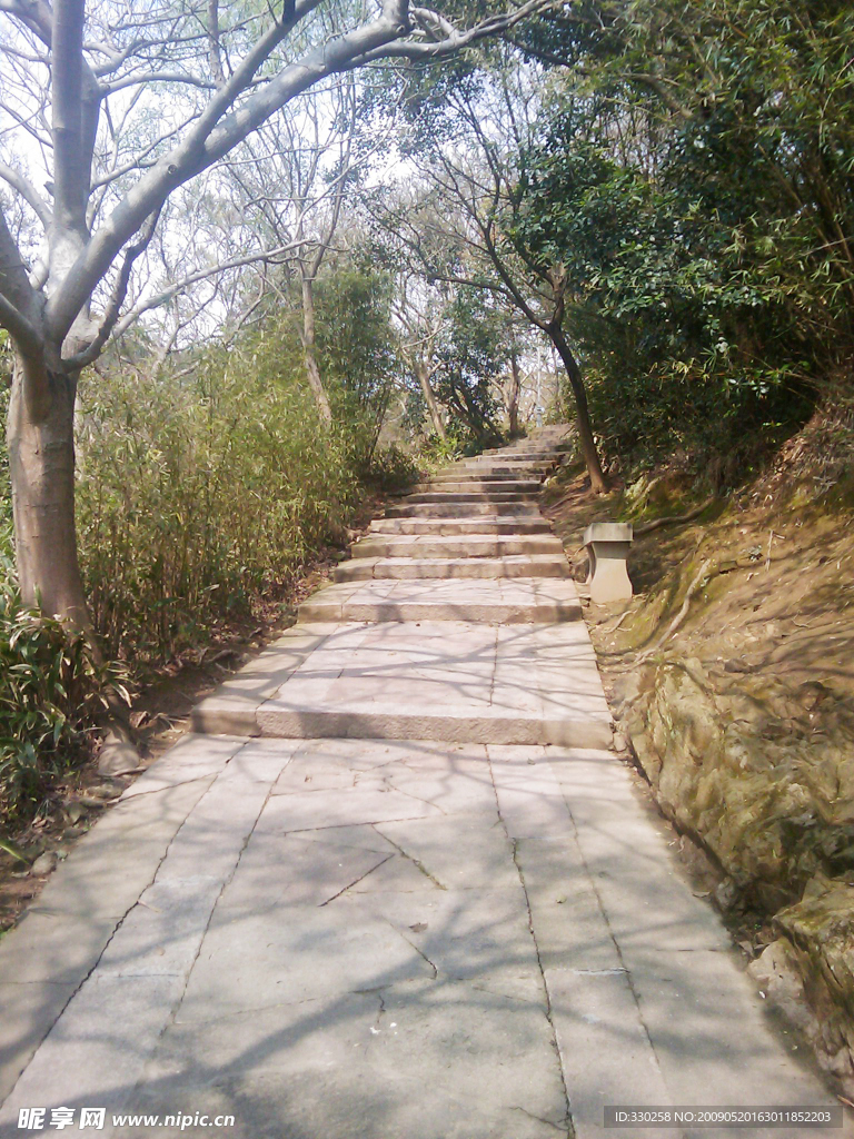 森林石板路